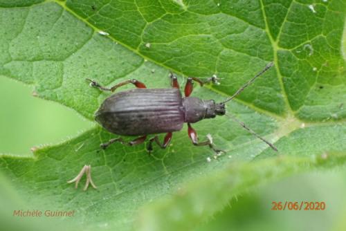 Réf. 277 226 : Phyllobius sp.